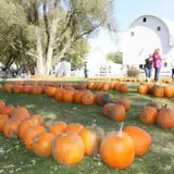 Bart's Farm and Pumpkin Patch photo