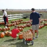 Bart's Farm and Pumpkin Patch photo