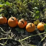 Bart's Farm and Pumpkin Patch photo