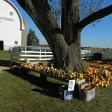 Bart's Farm and Pumpkin Patch photo