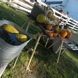 Bart's Farm and Pumpkin Patch photo