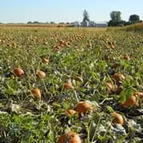 Bart's Farm and Pumpkin Patch photo