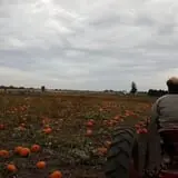 Bart's Farm and Pumpkin Patch photo