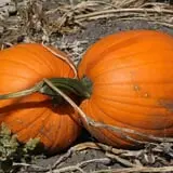Bart's Farm and Pumpkin Patch photo