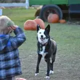 Bart's Farm and Pumpkin Patch photo