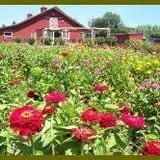 Sun High Orchards photo