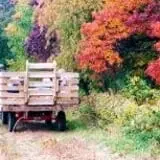 Sun High Orchards photo