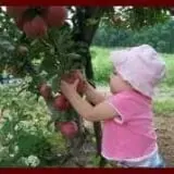 Sun High Orchards photo