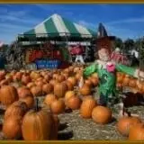 Sun High Orchards photo