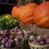 Sun High Orchards photo