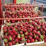 Hinegardner's Orchard photo
