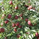 Hinegardner's Orchard photo