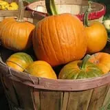 Hinegardner's Orchard photo