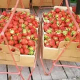 Hinegardner's Orchard photo