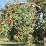 Hinegardner's Orchard photo