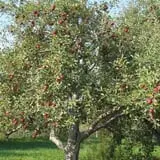 Hinegardner's Orchard photo