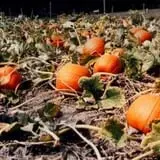 Hinegardner's Orchard photo