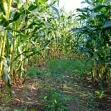 Homewood Farm Corn Maze & Hayride photo