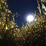 Homewood Farm Corn Maze & Hayride photo