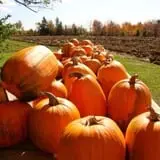 Homewood Farm Corn Maze & Hayride photo