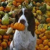 Homewood Farm Corn Maze & Hayride photo