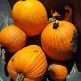 Markman Pumpkin Patch photo