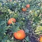 Markman Pumpkin Patch photo
