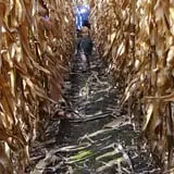 Markman Pumpkin Patch photo