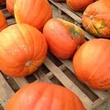 Briley's Farm Market photo