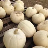 Briley's Farm Market photo