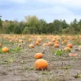Briley's Farm Market photo
