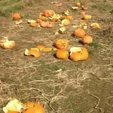 Hinton's Orchard and Farm Market Fall Fun photo