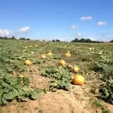 Hinton's Orchard and Farm Market Fall Fun photo