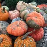 Hinton's Orchard and Farm Market Fall Fun photo