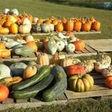 Hinton's Orchard and Farm Market Fall Fun photo