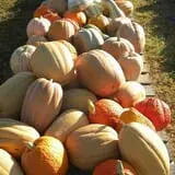 Hinton's Orchard and Farm Market Fall Fun photo