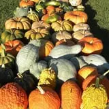 Hinton's Orchard and Farm Market Fall Fun photo