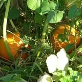 Hinton's Orchard and Farm Market Fall Fun photo