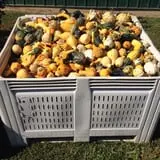 Hinton's Orchard and Farm Market Fall Fun photo