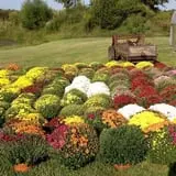 Hinton's Orchard and Farm Market Fall Fun photo