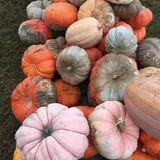 Hinton's Orchard and Farm Market Fall Fun photo
