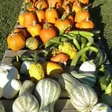 Hinton's Orchard and Farm Market Fall Fun photo