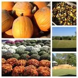 Hinton's Orchard and Farm Market Fall Fun photo