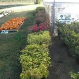 Hinton's Orchard and Farm Market Fall Fun photo