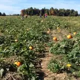 Hinton's Orchard and Farm Market Fall Fun photo