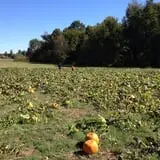 Hinton's Orchard and Farm Market Fall Fun photo