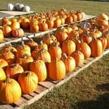 Hinton's Orchard and Farm Market Fall Fun photo