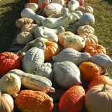 Hinton's Orchard and Farm Market Fall Fun photo
