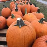Hinton's Orchard and Farm Market Fall Fun photo