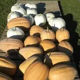 Hinton's Orchard and Farm Market Fall Fun photo